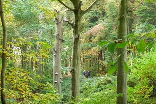 Bivakzone Troostembergbos (St-Joris-Winge)