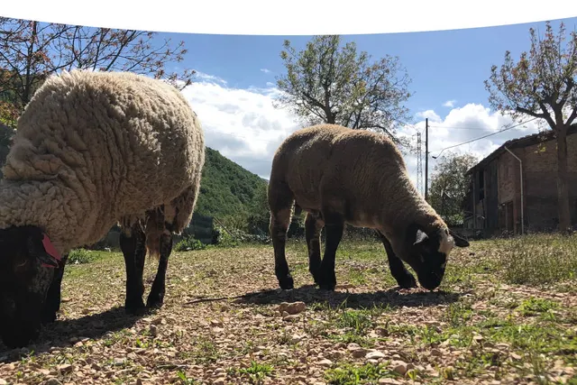 Olly farm