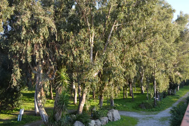 Camping Salicà