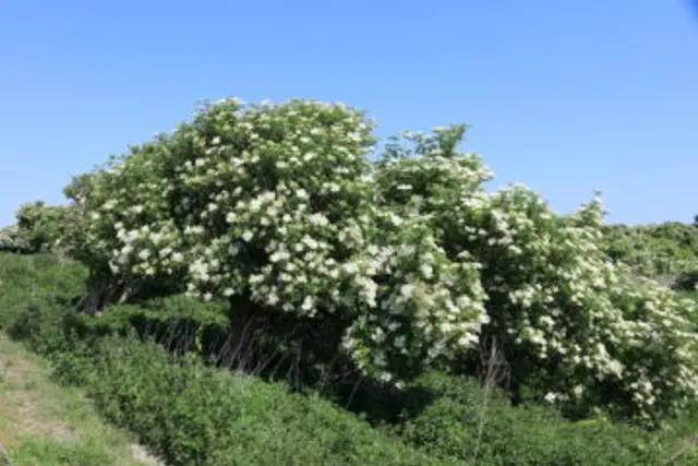 Naturblokken
