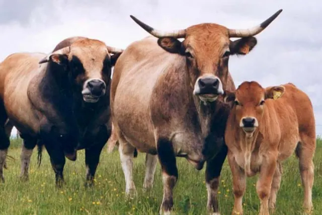 La Ferme de Camps