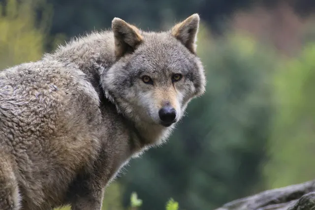 Les loups de Chabrières