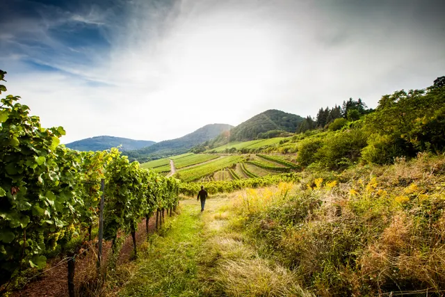 Trekking Pfalz: Frankenstein