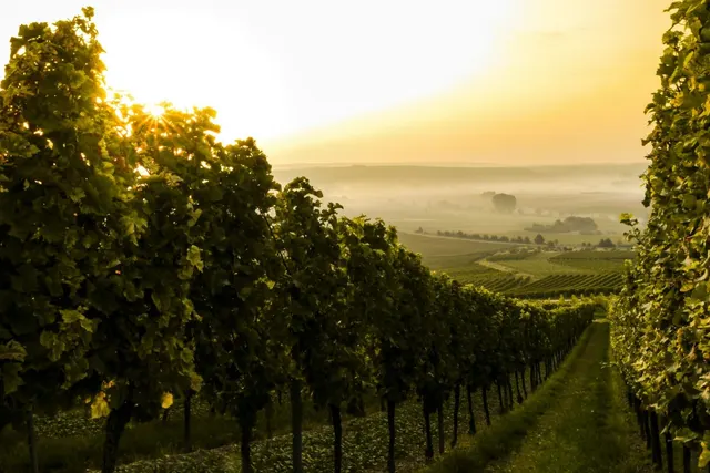 Weingut Espenschied Wohnmobilstellplatz