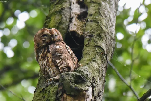 Natuurkampeerterrein Landgoed De Hoevens