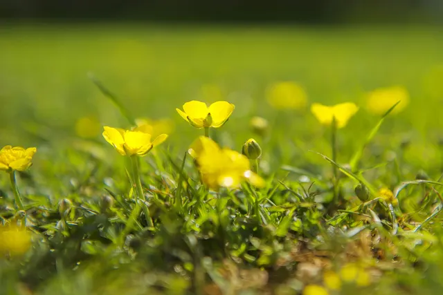 De Boterbloem