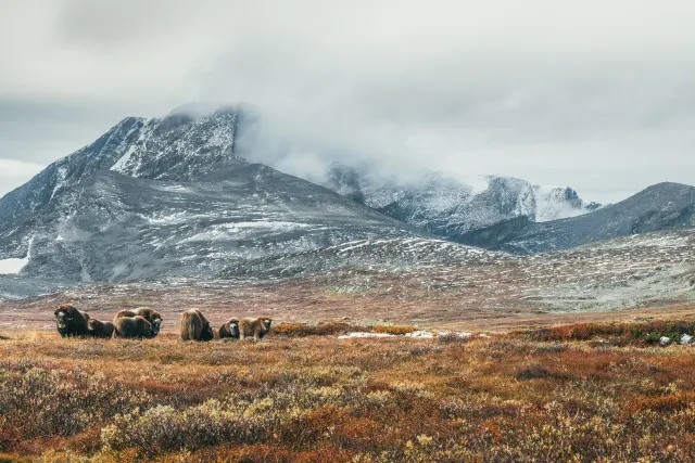 Dovrefjell Lodge