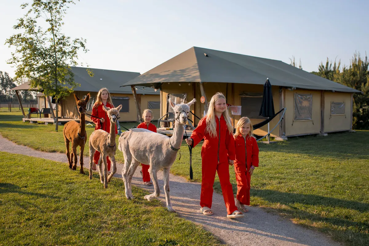 FarmCamps Alpaca Vorstenbosch