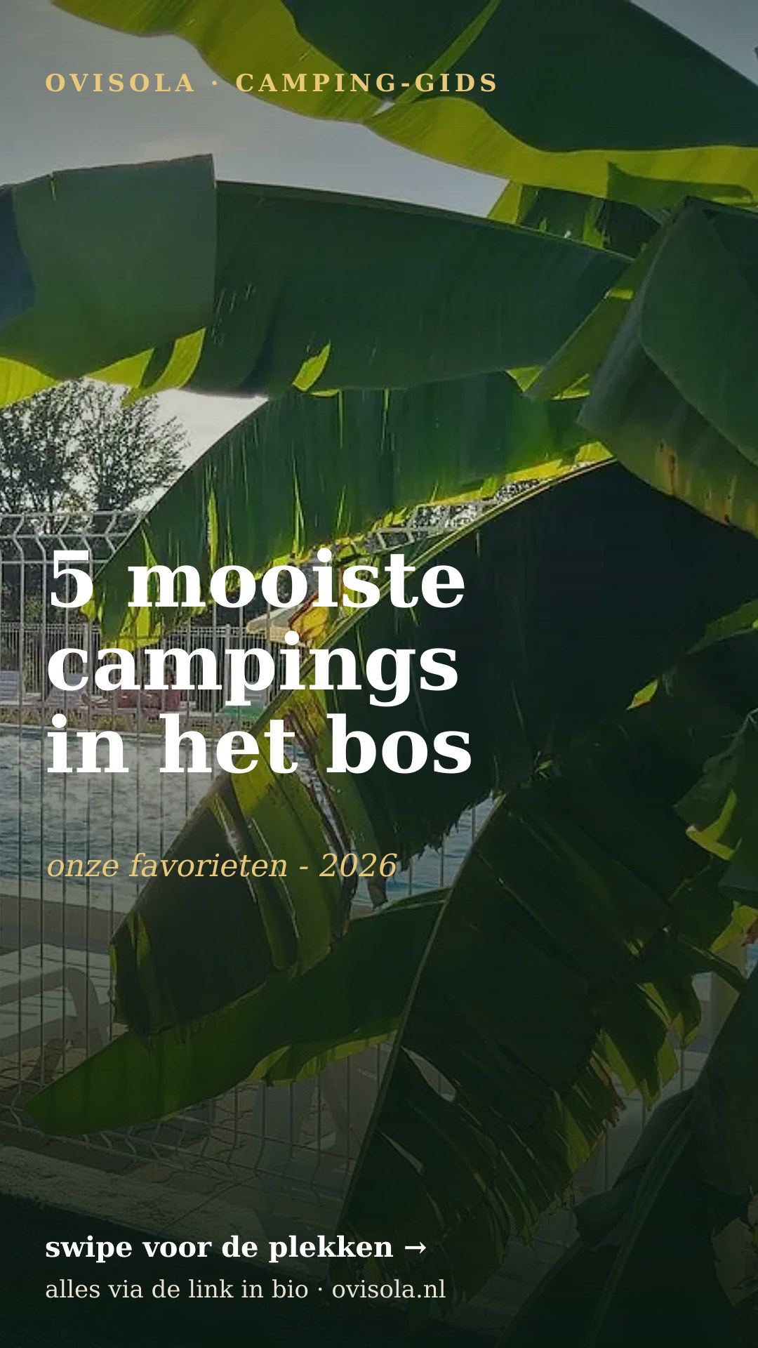 5 mooiste campings in het bos
